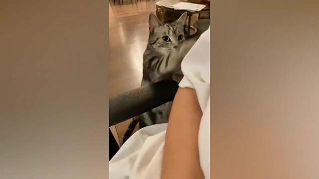 动物那样让人哭笑不得的搞笑瞬间