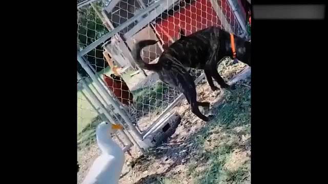 动物那样让人哭笑不得的搞笑瞬间