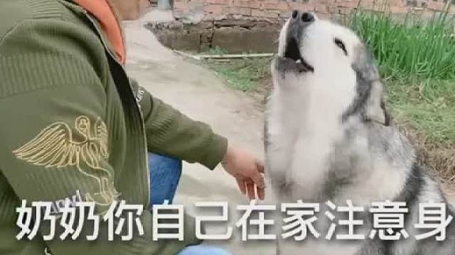 奶奶每天都要打好几个电话问它在学校习不习惯