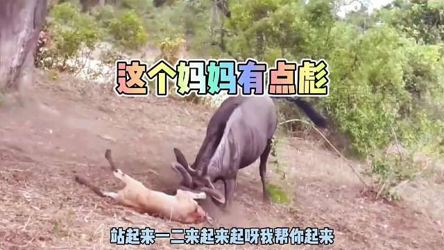 豹子感谢我角马阿姨送来的小角马！