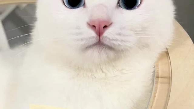 是不是小白猫都这么暖这么有男友力啊