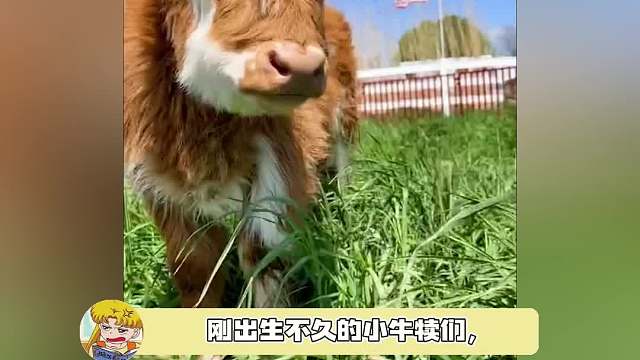 怎么和动画片里面一模一样啊，虎头虎脑的