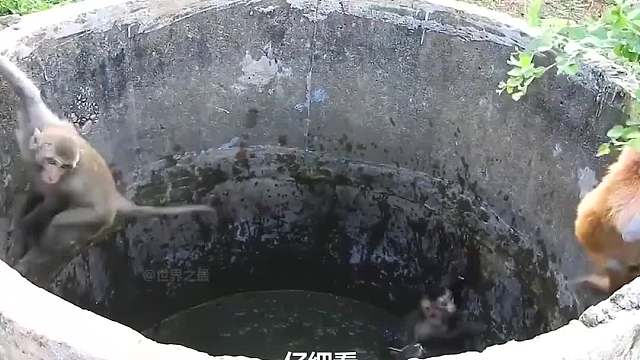 感动！小猫咪坠入枯井，猴阿姨奋力营救！