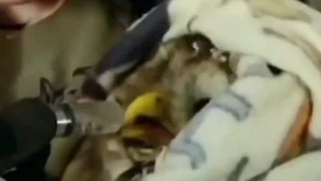 这只猫头鹰为了报答主人“救命之恩”，每天送“美味”给主人享用