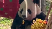 森林动物园把国宝照顾很好，有榴莲