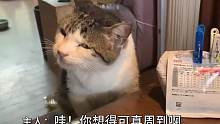 猫我表演的还不够真吗