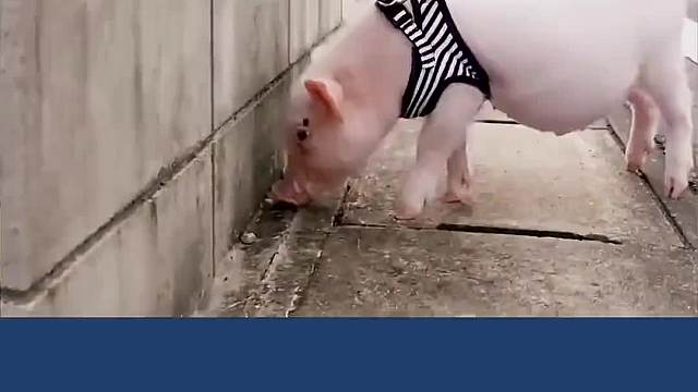 宠物猪养100天再吃掉？充满争议的日本的感恩教育！