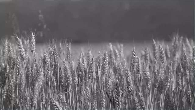 日本殿堂级都市传说“扭来扭去”：存在于乡下田间的未知物体！