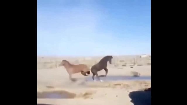 萌宠迷惑搞笑行为