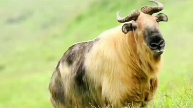 会聊天吗？#搞笑#搞笑配音#搞笑视频