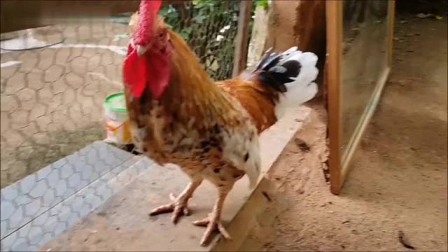  鸡老六自己和自己较上劲了！都是镜子惹的祸！