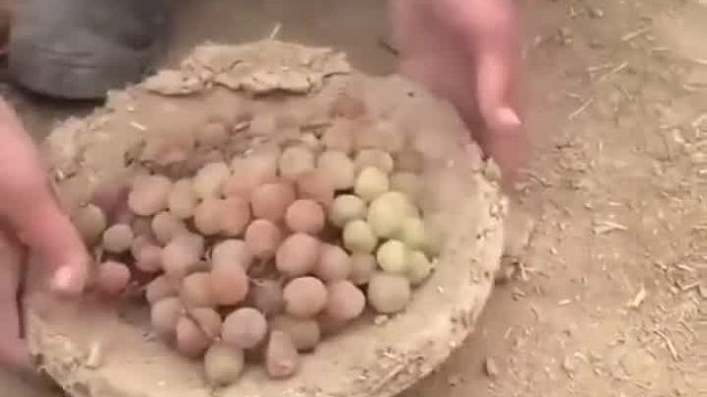 土里翻出来的葡萄