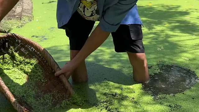 用农村的“浮萍菜”做的浮萍糕！你喜欢吃吗？