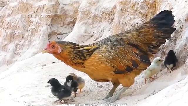 老鹰袭击小鸡仔，鸡妈妈奋不顾身保护孩子，结局惊讶众人！