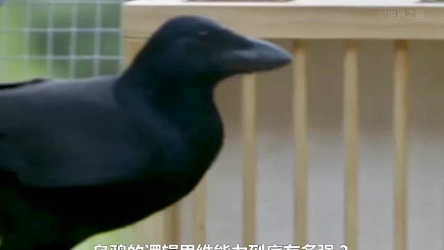 乌鸦的逻辑思维能力到底有多强？这个实验让所有人惊艳！