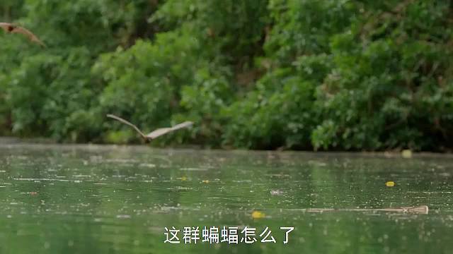 蝙蝠不断冲向水中，被鳄鱼吃掉也不停止，只因为这是唯一的活路！