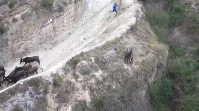 暴躁牛儿一把跳下山崖，主人叫来一群人帮忙，它究竟怎么了