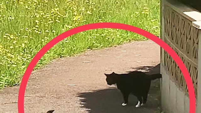 不可思议的一幕，如果不是路人拍下，我根本不会相信！