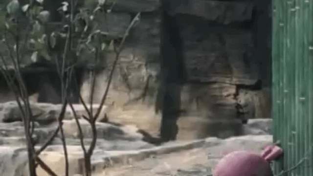 一个大公仔抱着一个小公仔，太可爱了吧~