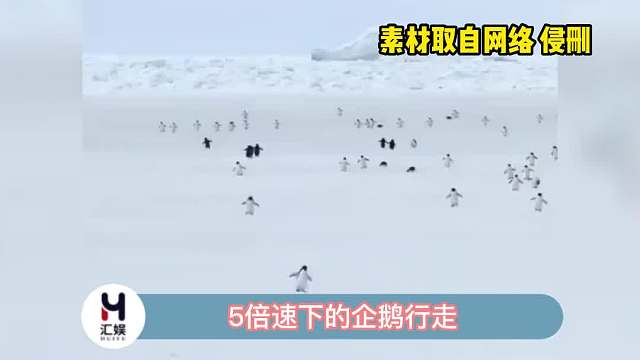 有只小企鹅好像没给上发条呀！