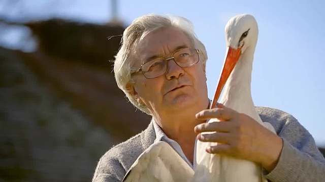 世界上最长情的异地恋(二)，雌雄白鹳修成正果，家庭喜添成员！