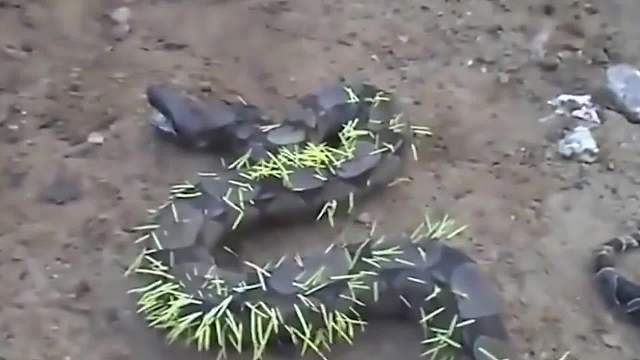 大蟒蛇想捕食一只豪猪，不料被刺“扎”得痛不欲生，这下场太惨了