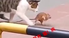 老鼠：我只想过个街