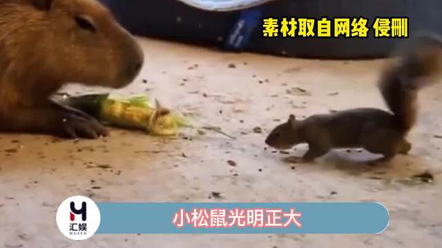 小松鼠你是怎么做到这么光明正大的呢？