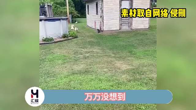 哈哈哈哈，公鸡跑起来好狂野啊！