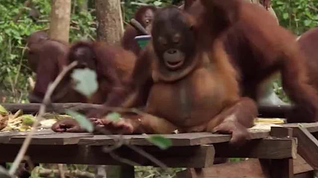 最懂礼貌的猩猩