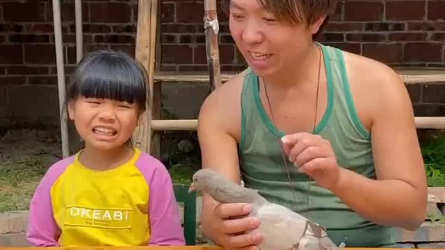 灰鸽子变白鸽子