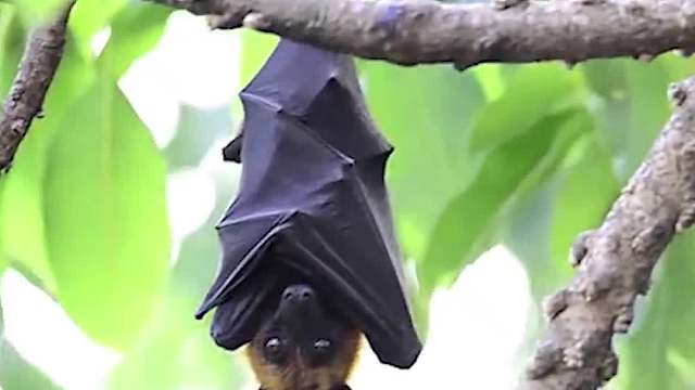 最可怕的蝙蝠