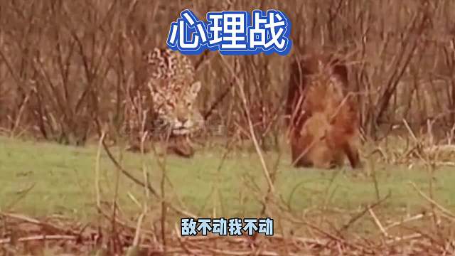 搞笑配音遇到事情不要慌，唱个歌压压惊！敌不动我不动！