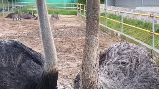 猜猜这大长腿什么味？一个字：是真香！