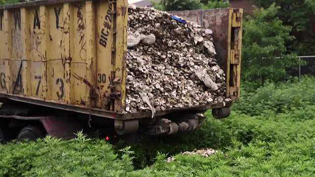 丹麦一物种泛滥，当地人都急哭了，怎么不去中国！