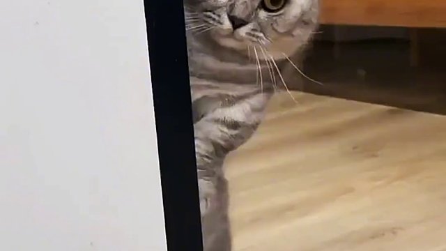 为什么牛会流眼泪？