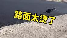 路面太烫了，鸭子都被烫到原地起飞 #夏天 #沥青路面摊铺施工 #路面太烫