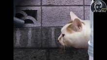 《翌日》之猫日怪谈