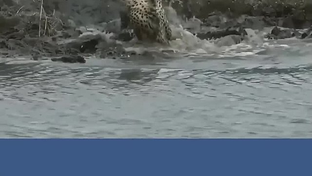 鳄鱼死亡翻滚我多可怕？如果跟着旋转可以摆脱吗？