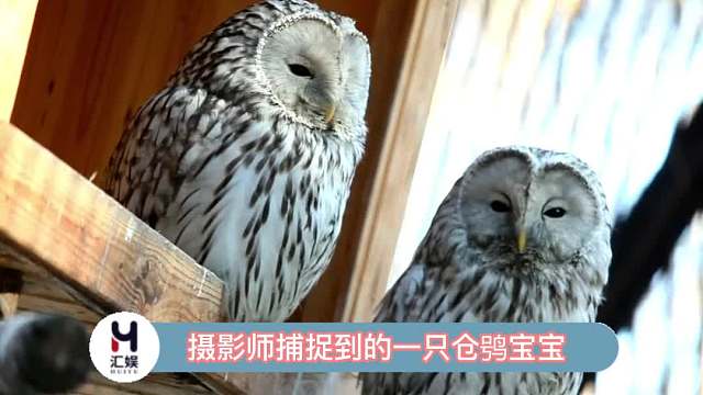 仓鸮宝宝真的不是在跑接力赛吗？