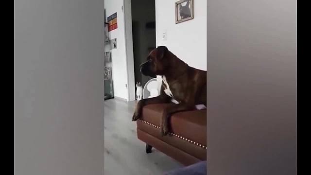 神奇搞笑动物视频