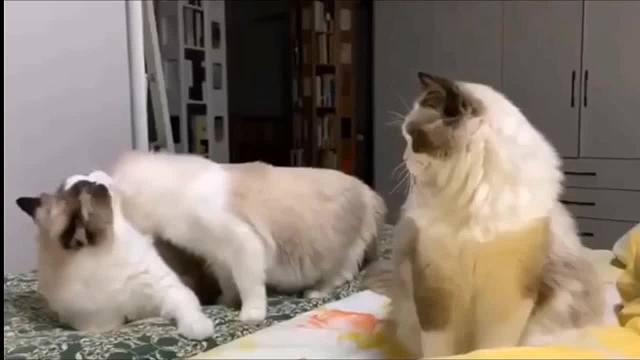 萌宠迷惑搞笑行为