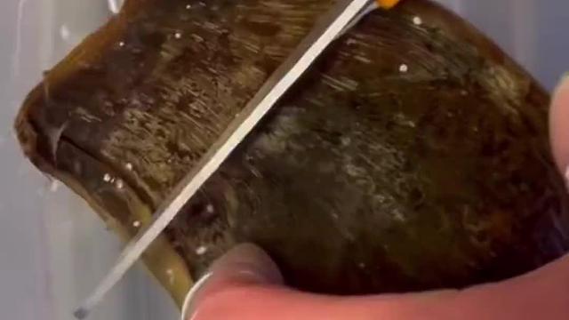 《关于鲨鱼也有卵》这件事