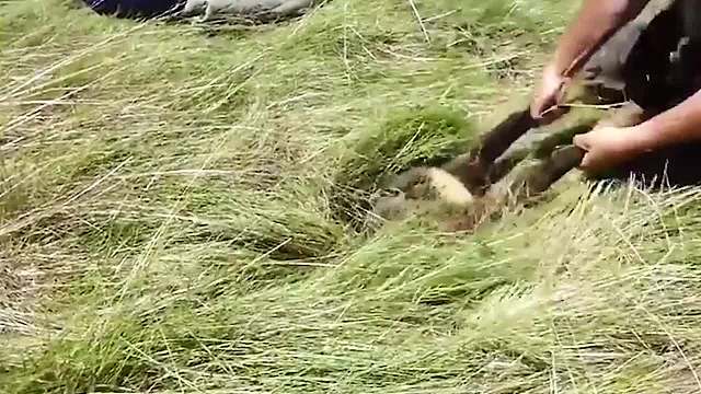 洞中传出“异响”，男子伸手一拉！竟然拉出一双毛茸茸的大腿！