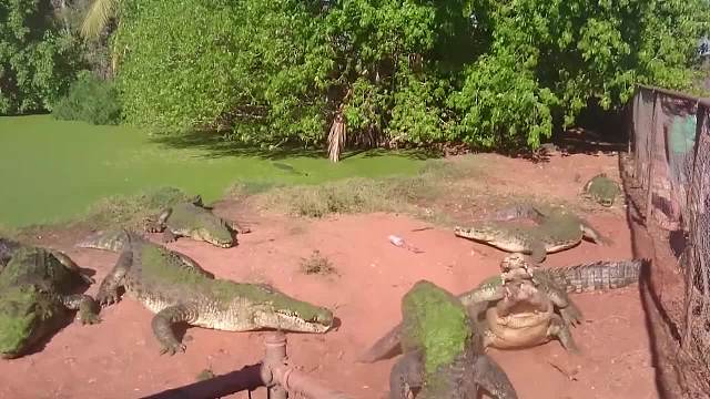 鳄鱼咬鳄鱼，直接使出“死亡翻滚”，这下嘴真够狠的！