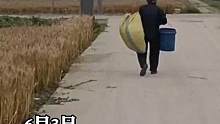 远嫁的奶奶三十多年没回娘家，今天赌气说没人送她，她就自己走回去。网友：田里的麦黄了，奶奶想爸妈了！#