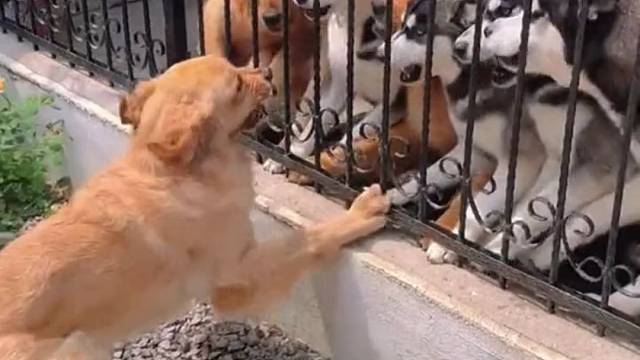 狗子们隔着栏杆吵架
