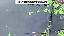 这个湖面看似平静，其实暗藏玄机，很吓人