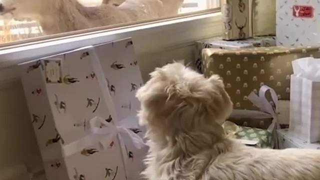 小鹿们都好乖啊，仿佛走进了童话世界！