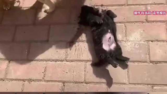 这狗绝对是真狗名场面，动物界的真狗让二哈都觉得自愧不如